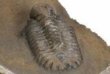 Bubble Nose Actinopeltis Trilobite - Rare Species #312794-3